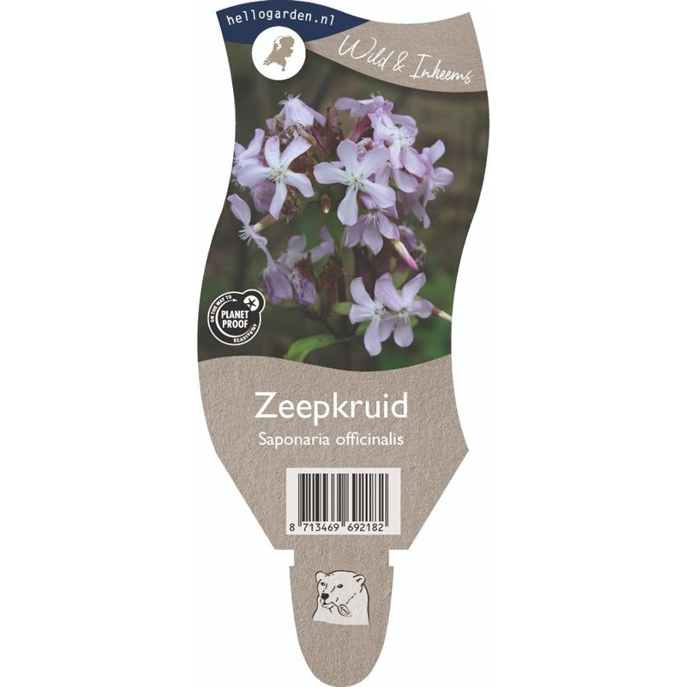 Tvålört – Saponaria officinalis - P11